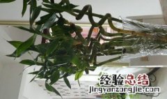 花草转运珠怎么样才能养活 转运珠花怎么养长的好