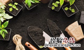玉兰怎么修剪枝条 玉兰怎么修剪