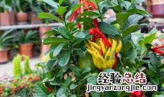 多肉佛手怎么养殖方法和注意事项图片 多肉佛手怎么养殖方法和注意事项