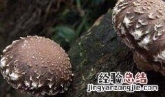 湿香菇放冰箱能保存多久 湿香菇放冰箱一般能放多久