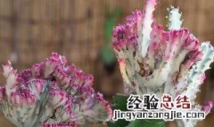 龙珠花怎么栽 龙珠花怎么养殖方法