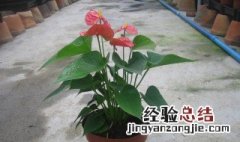 红掌种子怎么种植方法 红掌种子怎么种植