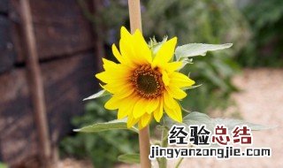 太阳花怎么留种子图片 太阳花怎么留种子