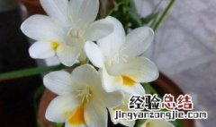 麦兰花怎么留种子视频 麦兰花怎么留种子