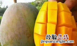 吉禄芒怎么催熟 吉禄芒怎么看熟没熟