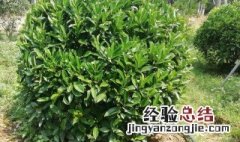 非洲茉莉和茉莉哪个好养 非洲茉莉怎么养才长得好