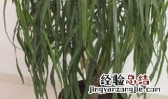 龙血树怎么修根视频 龙血树怎么修根