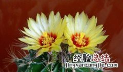 仙人球开花后怎么处理 仙人球开花后怎么处理视频