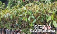 榴莲种子怎么种植 榴莲种子怎么种植盆栽