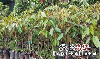 榴莲种子怎么种植 榴莲种子怎么种植盆栽