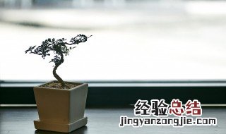 松土施肥的步骤 有什么松土的方法