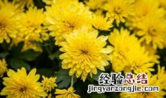 家庭盆栽菊花如何过冬 盆栽菊花冬天怕冻吗