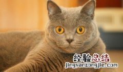 养猫的好处风水学 养猫的好处有哪些