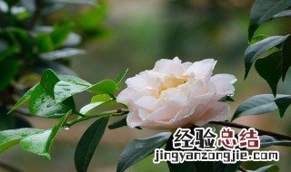 茶花怎么剪枝 茶花怎么剪枝视频花