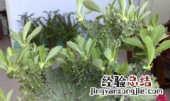 麒麟花能活多少年 麒麟花一年能长多高