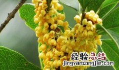 桂花怎么剪枝移植吗? 桂花怎么剪枝