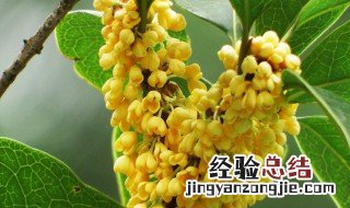 桂花怎么剪枝移植吗? 桂花怎么剪枝