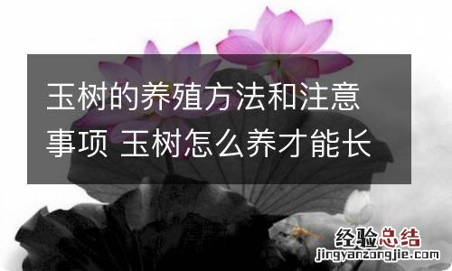 玉树的养殖方法和注意事项 玉树怎么养才能长得快