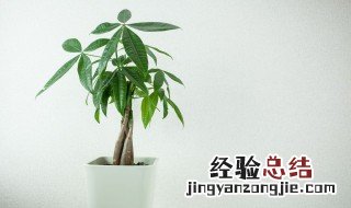 发财树风水摆放三不要