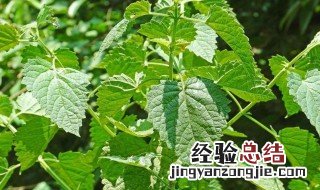 藿香栽培种植技术 藿香的栽种方法