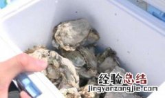 泡沫箱生蚝是冷冻还是冷藏 泡沫箱生蚝储存方法冷藏还是冷冻