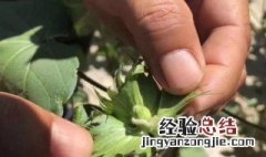 防治棉铃虫的最佳方法是 防治棉铃虫的最佳方法