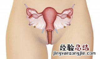 三伏贴女性贴哪些部位 三伏贴女性贴什么部位