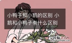 小鸭子和小鹅的区别 小鹅和小鸭子有什么区别