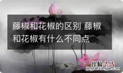 藤椒和花椒的区别 藤椒和花椒有什么不同点