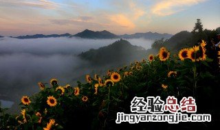 葵花籽怎么发芽快 葵花籽怎么发芽快呢