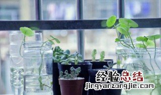 植物叶子上的水渍污渍怎么去除 植物叶子上的水渍污渍怎么去除干净