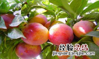 李子不能和什么一起吃,李子和什么相克 李子不能和什么一起吃