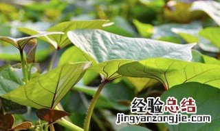 红薯叶不能和什么一起吃 红薯叶不能和什么一起吃吗