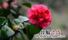 茶花在北方怎么过冬 茶花在北方能过冬吗