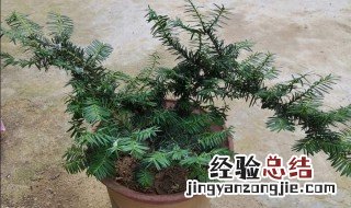 红豆杉摆放禁忌 红豆杉应摆放在家的什么位置