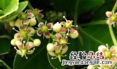 冬青开花吗开什么样的花 冬青开花预示着什么