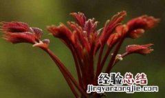 香椿树开花预示着什么 香椿树开花结果预示了什么