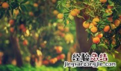 橘子的种植时间与方法作文 橘子的种植时间与方法