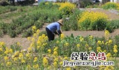 油菜开花可以浇水吗 油菜花浇水方法