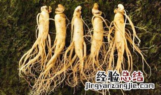 人参的正确种植方法 人参的正确种植方法是什么