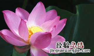 水芙蓉繁殖方法 水芙蓉如何繁殖