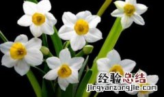 水仙花土养方法 水仙花如何土养