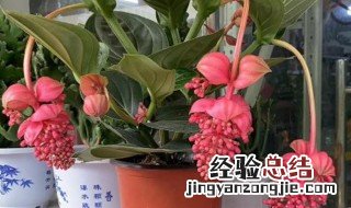 宝莲灯花怎么养才能开花多长时间 宝莲灯花怎么养才能开花多