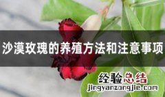 冬天沙漠玫瑰的养殖方法和注意事项图片 冬天沙漠玫瑰的养殖方法和注意事项