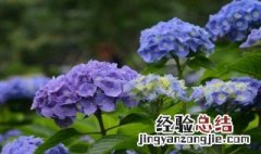 绣球花叶子长虫怎么办 绣球花叶虫的消除方法