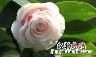 茶花养殖方法 茶花怎么养