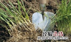 香葱的种植方法技术 农家种香葱最常用的方法分享