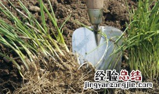 香葱的种植方法技术 农家种香葱最常用的方法分享