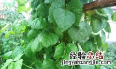 看豆花盆栽养殖方法 看豆花怎么养殖方法