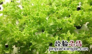 生菜怎么水养才能活 生菜怎么水养